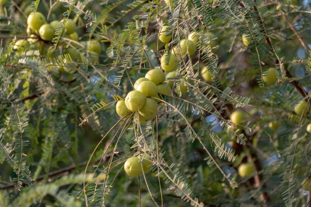 Amla